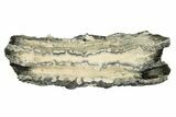 Mammoth Molar Slice With Case - South Carolina #291230-1